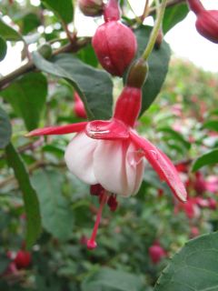 Fuchsienbild Schneewittchen 02