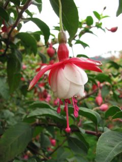 Fuchsienbild Schneewittchen 03