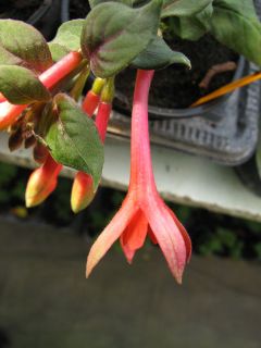 Fuchsienbild Schoenbrunner Schuljubilaeum 01