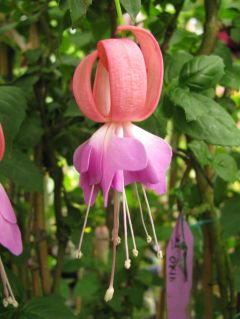 Fuchsienbild Schoene Grassauerin 01