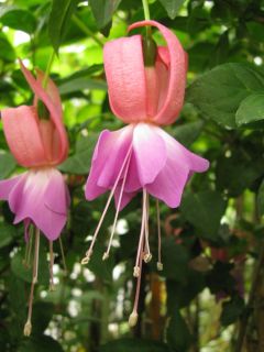 Fuchsienbild Schoene Grassauerin 02