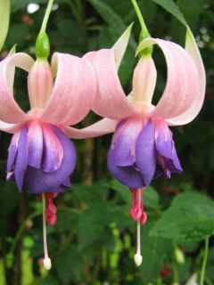 Fuchsienbild Schoene Helena 02