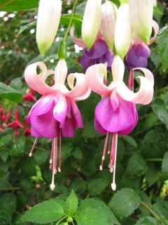 Fuchsienbild Schoene Helena 03