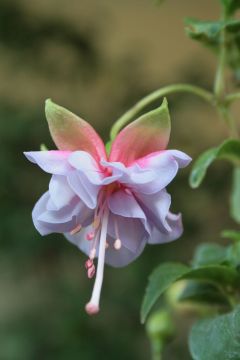 Fuchsienbild Schoene Muenchnerin 01