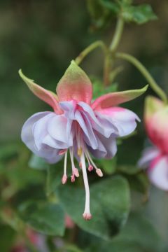 Fuchsienbild Schoene Muenchnerin 02