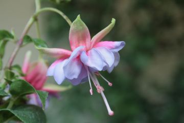 Fuchsienbild Schoene Muenchnerin 03