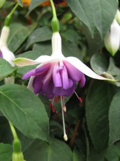 Fuchsienbild Schoene Unbekannte 01