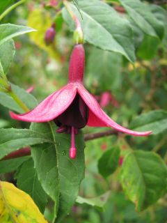 Fuchsienbild Schwarzer Stern 01