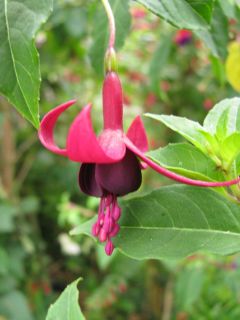 Fuchsienbild Schwarzer Stern 02