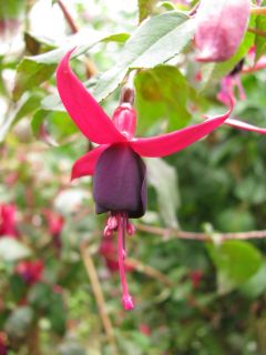 Fuchsienbild Schwarzer Stern 03