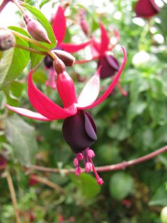 Fuchsienbild Schwarzer Stern 04