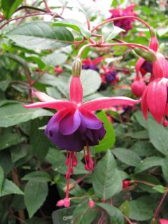 Fuchsienbild Schweizer Gruss 01