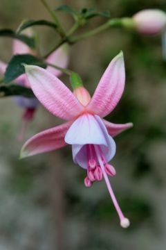 Fuchsienbild Shadow Dancer Improved Rosella 03