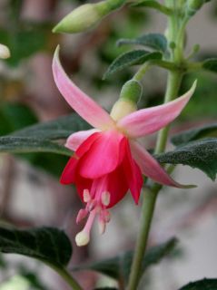 Fuchsienbild Shadow Dancer Peggy 04