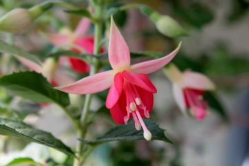 Fuchsienbild Shadow Dancer Peggy 05