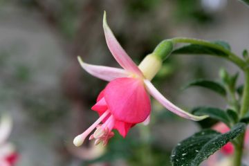 Fuchsienbild Shadow Dancer Peggy 06