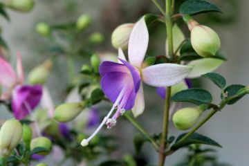 Fuchsienbild Shadow Dancer Violette 03