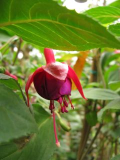 Fuchsienbild Silbernes Erzgebirge 01