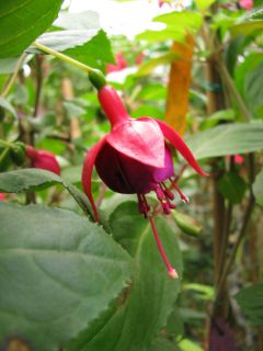 Fuchsienbild Silbernes Erzgebirge 02