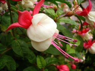 Fuchsienbild Snowcap 01