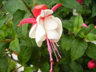 Fuchsienbild Snowcap 02