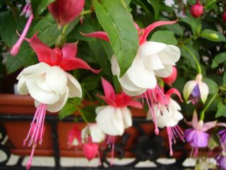 Fuchsienbild Snowcap 03