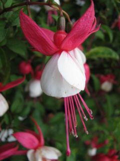 Fuchsienbild Snowcap 04