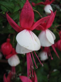 Fuchsienbild Snowcap 05