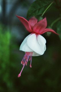 Fuchsienbild Snowcap 06