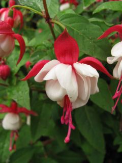 Fuchsienbild Snowcap 07