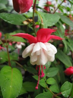 Fuchsienbild Snowcap 08