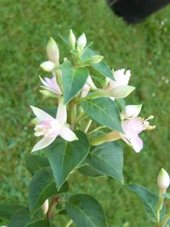 Fuchsienbild Softpink Jubelteen 01