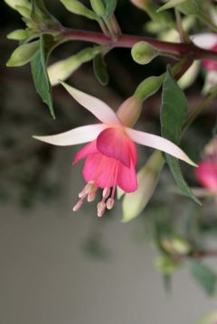 Fuchsienbild Softpink Jubelteen 02