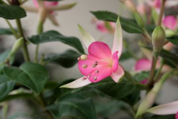 Fuchsienbild Softpink Jubelteen 03