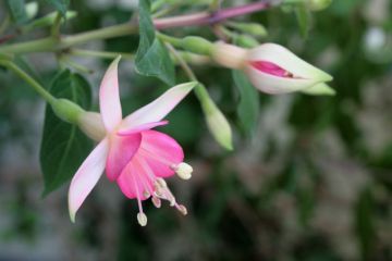 Fuchsienbild Softpink Jubelteen 04