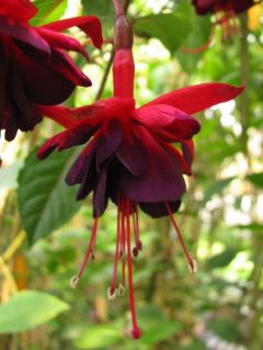 Fuchsienbild Sommernachtstraum 01