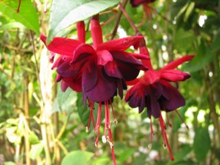 Fuchsienbild Sommernachtstraum 03