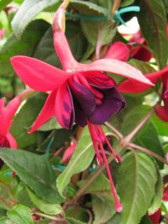 Fuchsienbild Sommernachtstraum 04