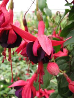 Fuchsienbild Sommernachtstraum 05