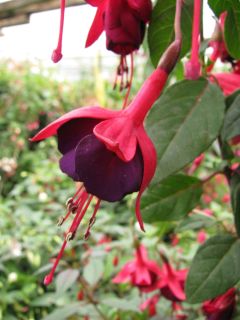 Fuchsienbild Sommernachtstraum 06