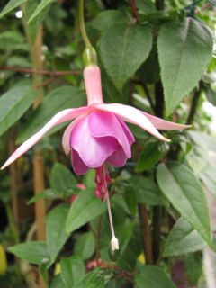 Fuchsienbild Sommerwind 0