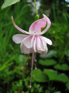 Fuchsienbild Southgate 03