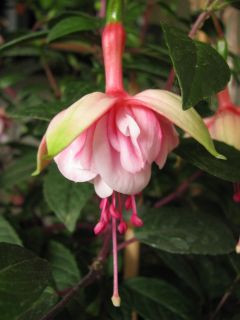 Fuchsienbild Southgate 05