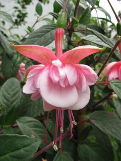 Fuchsienbild Southgate 06