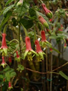 Fuchsienbild Sparlkling Whisper 01