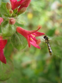 Fuchsienbild Sparky 03