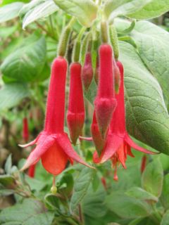 Fuchsienbild Speziosa 03