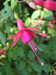 Fuchsienbild Spike Jones 01