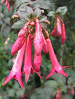 Fuchsienbild Steirerblut 01