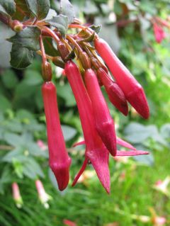 Fuchsienbild Steirerblut 02